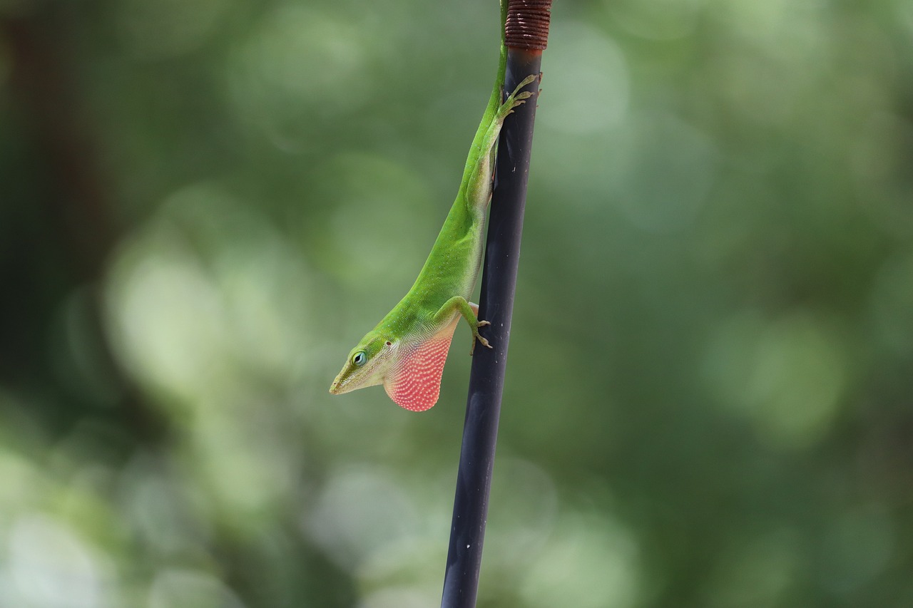 10 Tips for a Greener Backyard